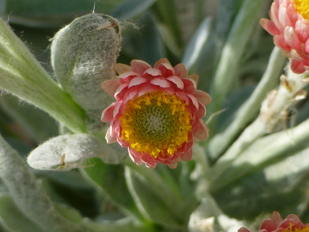 Helichrysum amorginum 'Ruby Cluster' photo